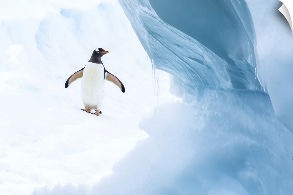 A Gentoo Penguin walks on an Iceberg on Cuverville Island in the Gerlach Strait, Antarctica.