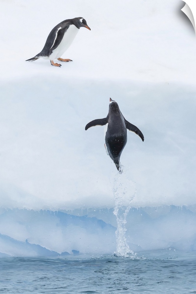 Gentoo Penguins jump onto an Iceberg on Cuverville Island in the Gerlach Strait, Antarctica.