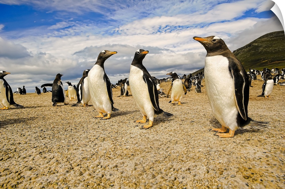 Gentoo penguins (Pygoscelis papua), The Neck; Saunder's Island, Faulkland Islands