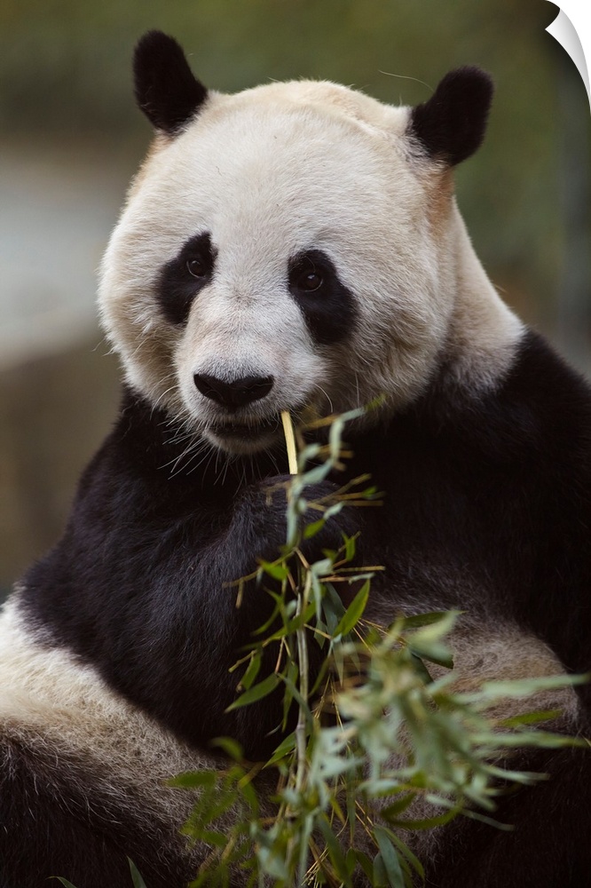 Giant panda (ailuropoda melanoleuca) eating bamboo in the zoo in shanghai, China.