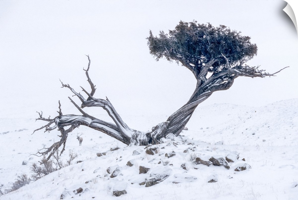 Unusual occurrence of a gnarly juniper tree (Juniper scopulorum) growing on a snow covered slope in the shadow of Electric...