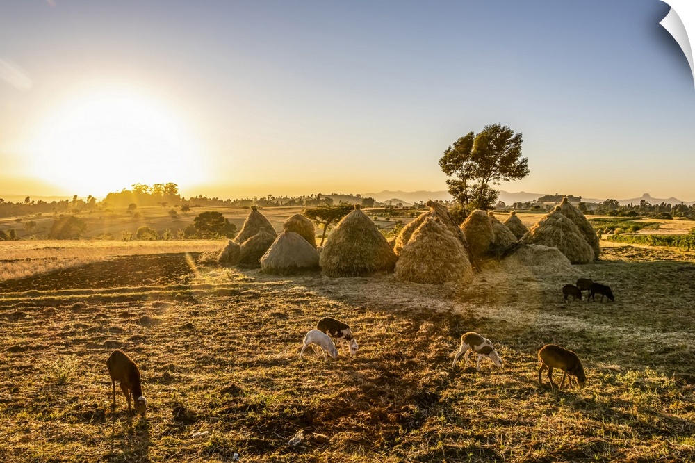 Goats and haystacks in the fields of teff (Eragrostis tef), Jib Gedel; Amhara Region, Ethiopia
