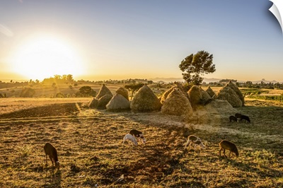 Goats And Haystacks In The Fields Of Teff, Jib Gedel, Amhara Region, Ethiopia