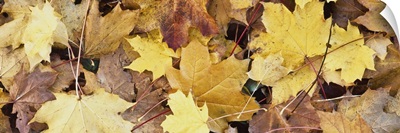 Golden Autumn Leaves On Ground