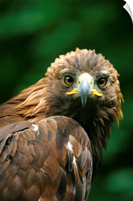 Golden Eagle's Face