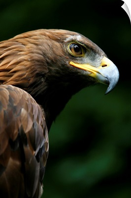 Golden Eagle's Face