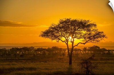 Golden Sunset Over The Savanna In Serengeti National Park, Tanzania, Africa