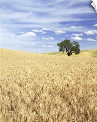 Golden Wheat Field On Rolling Hills With A Lone Tree In The Middle, Palouse, Washington