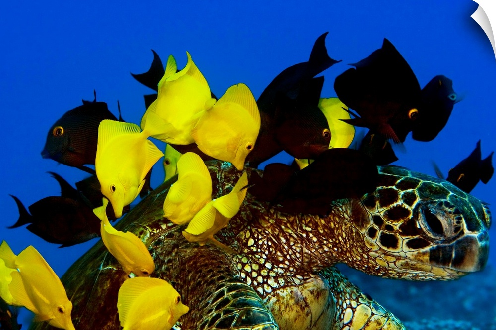 Goldring Surgeonfish And Yellow Tangs Cleaning Algae From Shell Of A Green Sea Turtle