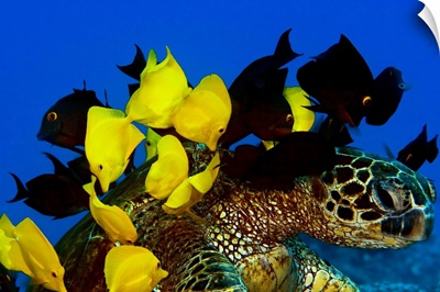 Goldring Surgeonfish And Yellow Tangs Cleaning Algae From Shell Of A Green Sea Turtle