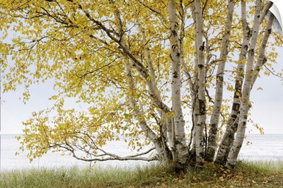 Grand Birch Tree On The Shores Of Lake Superior In Autumn, Terrace Bay Area Of Ontario