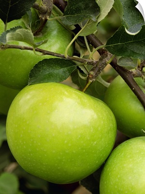 Granny Smith apple on the tree, ripe and ready for harvest, Washington