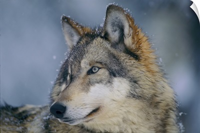 Gray Wolf In A Snowfall With Snowflakes On Its Fur, Ely, Minnesota