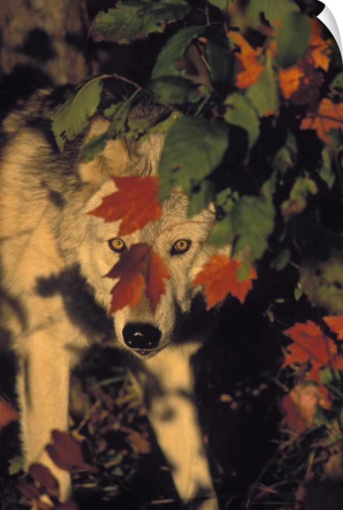 Gray Wolf In Maple Leaves, Autumn, Minnesota