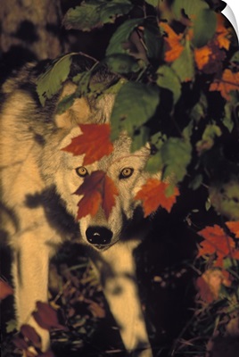 Gray Wolf In Maple Leaves, Autumn, Minnesota