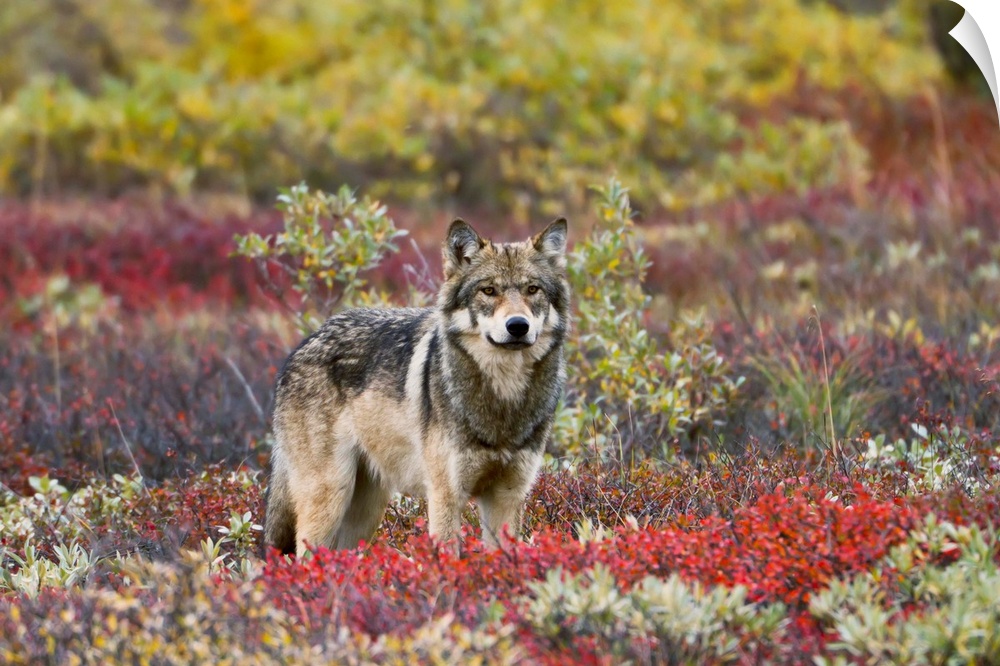 Gray Wolf  Walking Along Tundra Ridge Fall, Dwarf Birch  Bright Red, Willows  Golden. Denali National Park, Interior Alaska.