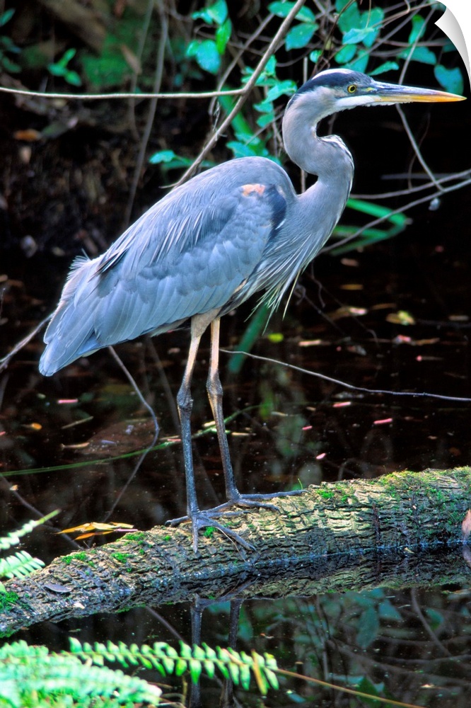 Great Blue Heron, Florida