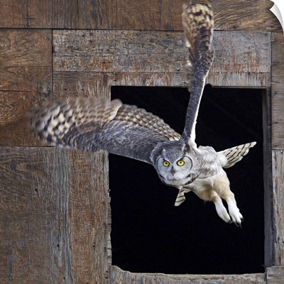 Great Horned Owl Flying Out Of An Old Barn Window, Saskatchewan, Canada