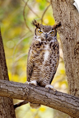 Great Horned Owl Sitting In A Cottonwood Tree