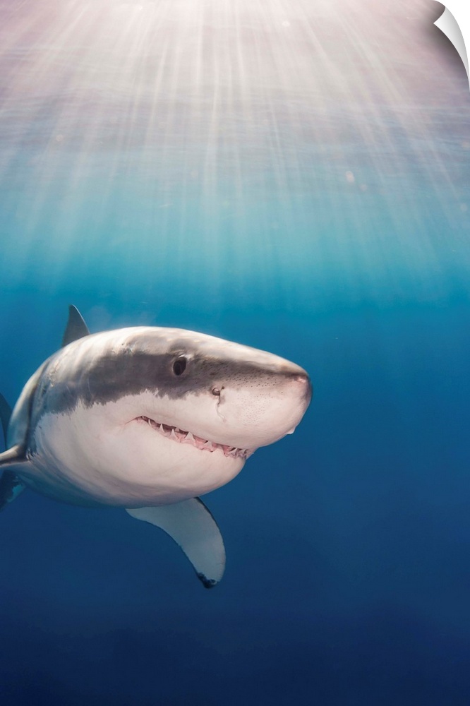 Great white shark (Carcharodon carcharias); Guadalupe Island, Mexico