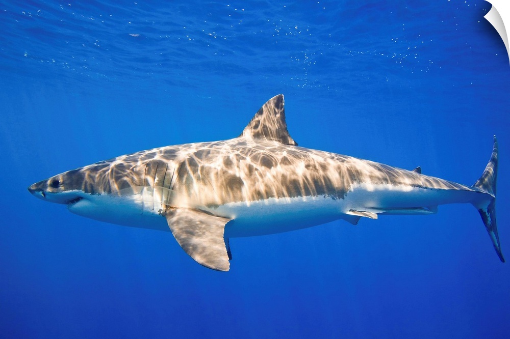 Great White Shark (Carcharodon Carcharias)