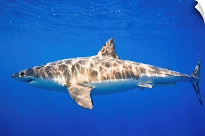 Great White Shark (Carcharodon Carcharias)