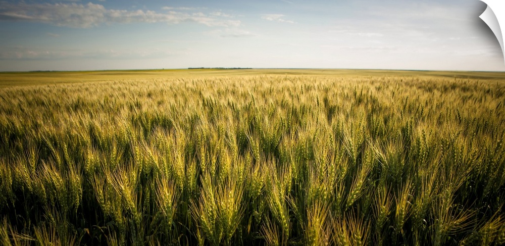 View Over A Green And Golden Wheat Field; Saskatchewan, Canada
