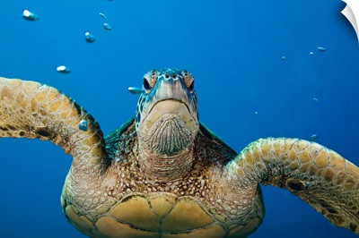 Green Sea Turtle (Chelonia Mydas)