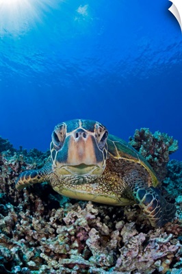 Green sea turtle (Chelonia mydas), an endangered species, Maui, Hawaii