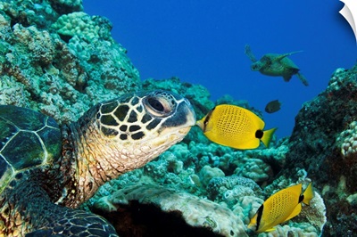 Green Sea Turtle (Chelonia Mydas) And A Butterfly Fish