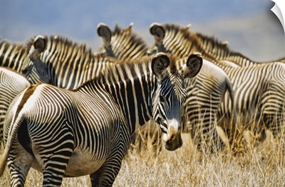 Grevy's Zebras On Savannah, Kenya