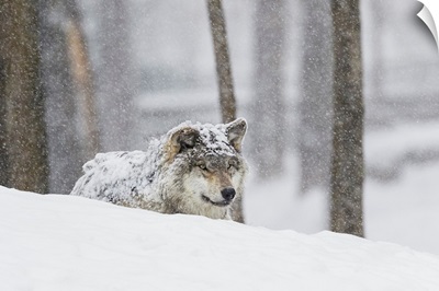 Grey wolf during a snow storm