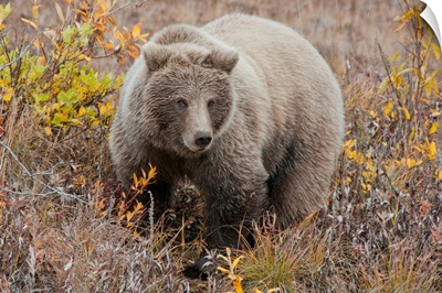 Grizzly amongst fall foliage in Denali National Park
