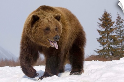 Grizzly Bear At The Alaska Wildlife Conservation Center, Southcentral Alaska