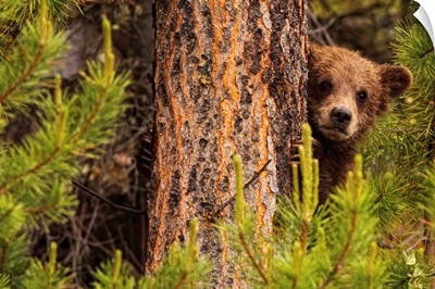 Grizzly Bear Cub Up A Tree, Yukon, Canada