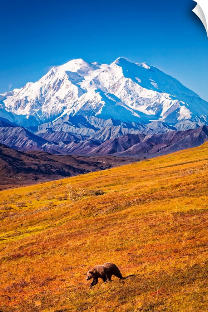 Grizzly bear (Ursus arctos horribilis) taking a stroll on autumn coloured tundra with a view of Mount Denali (McKinley), D...
