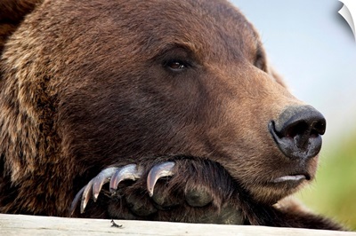 Grizzly Bear Rests Its Head On A Log At The Alaska Wildlife Conservation Center