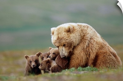 Grizzly Bear sow with four young cubs near Moraine Creek Katmai National Park