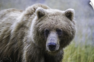 Grizzly Bear (Ursus Arctos Horribilis), Taku River, Atlin, British Columbia, Canada