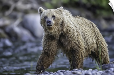 Grizzly Bear (Ursus Arctos Horribilus), Taku River, Atlin, British Columbia, Canada