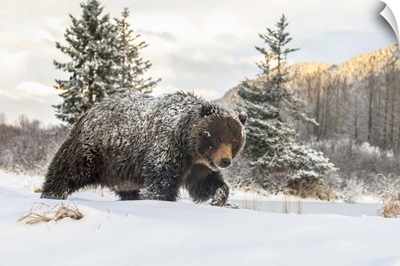Grizzly Bear Walking In The Snow, Alaska Wildlife Conservation Center
