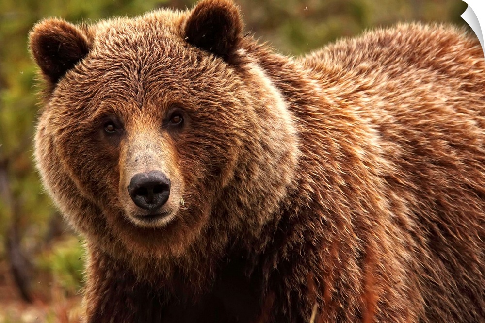Grizzly Bear, Yukon, Canada