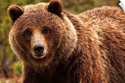 Grizzly Bear, Yukon, Canada