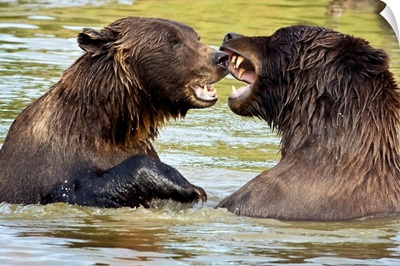 Grizzly Bears play fighting at the Alaska Wildlife Conservation Center, Alaska