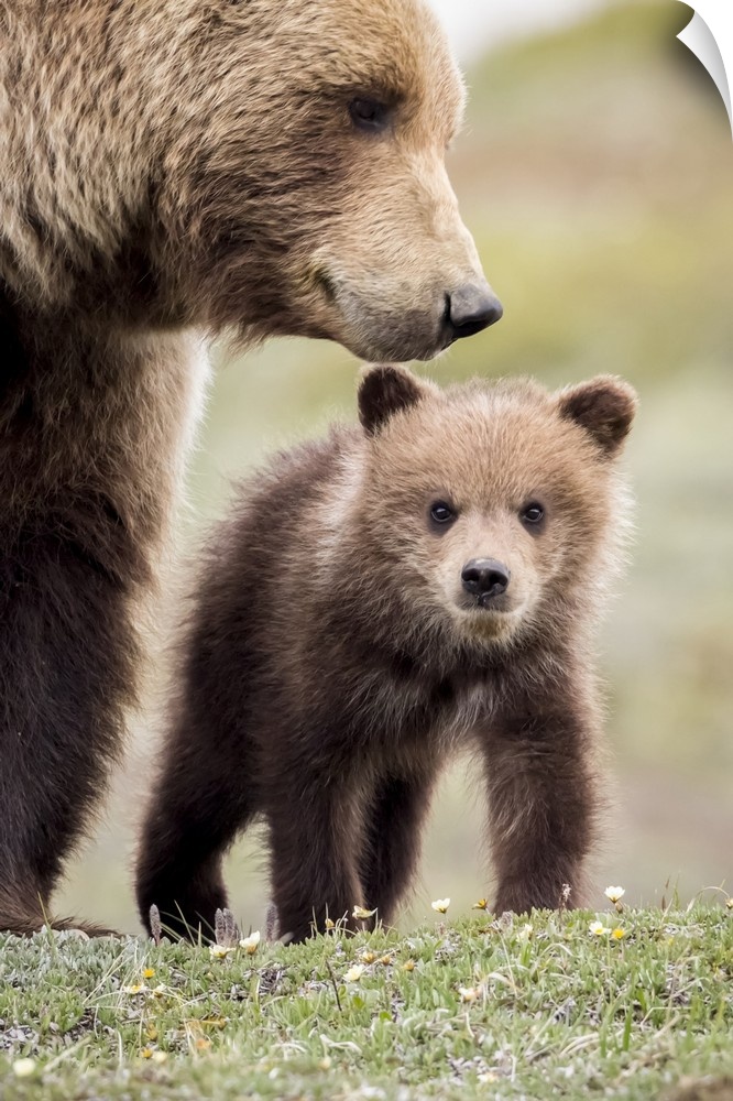 Grizzly Cub With Mother Near The Park Road In Spring, Denali National Park, Interior Alaska, USA