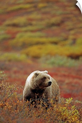 Grizzly On Autumn Tundra, Highway Pass, Denali National Park, Alaska