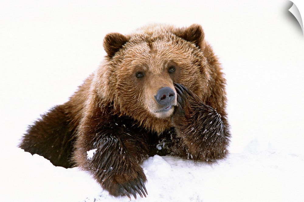 A large brown bear is photographed laying in the snow with its paw resting on its cheek.