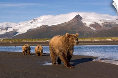 Grizzly sow and cubs walking on beach at Hallo Bay Katmai National Park Alaska