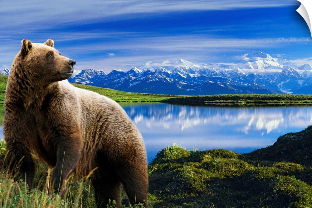 Photograph showcases a large brown bear standing in front of a lake that is reflecting the snow covered mountain range in ...