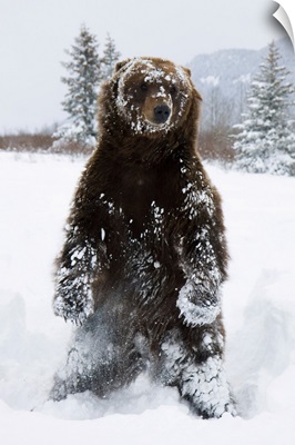 Grizzly Stands On Hind Feet, Alaska Wildlife Conservation Center